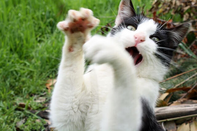 传统花式跳绳比赛，绳圈中的技巧与活力